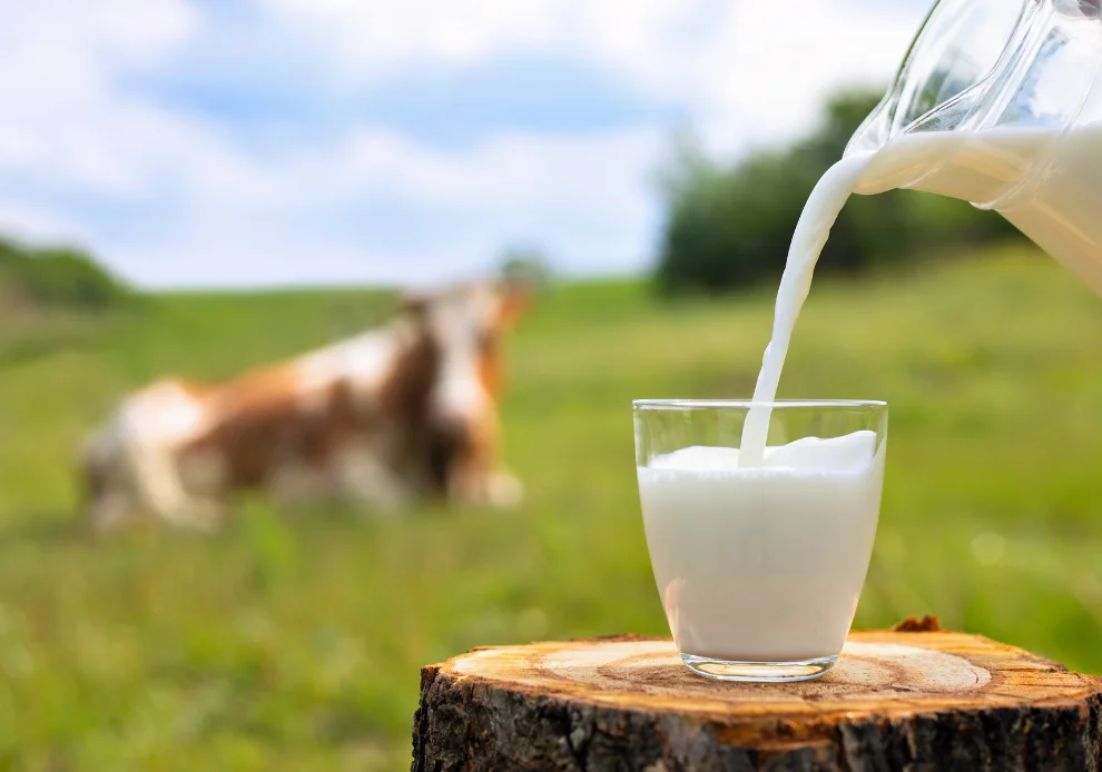 Leite de vaca: 10 benefícios para a saúde