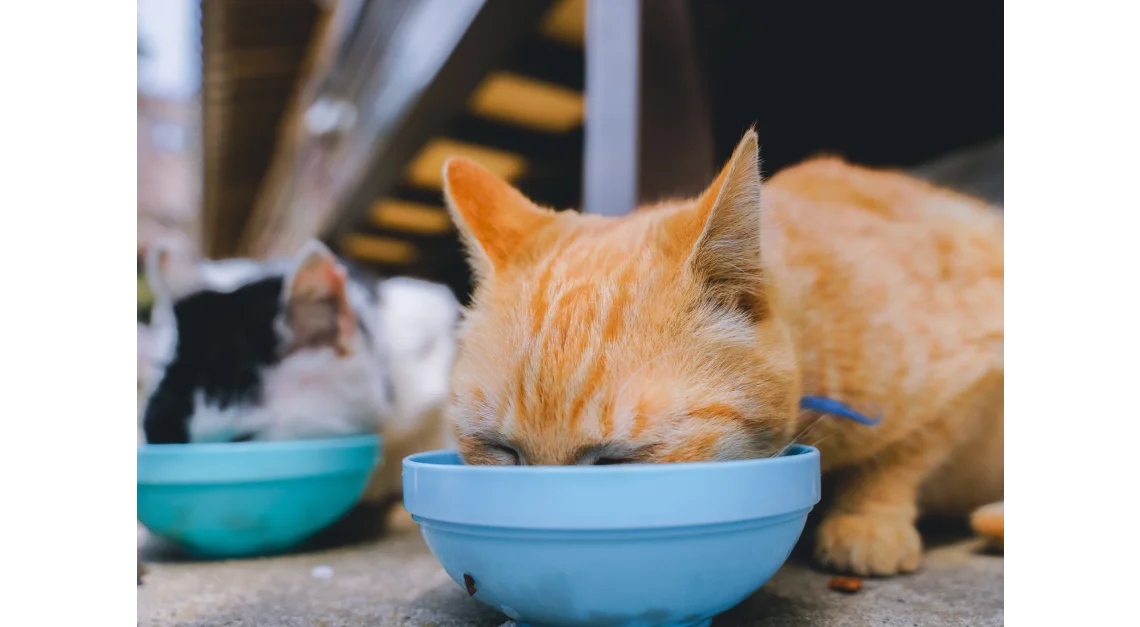 alimentar-animais-rua