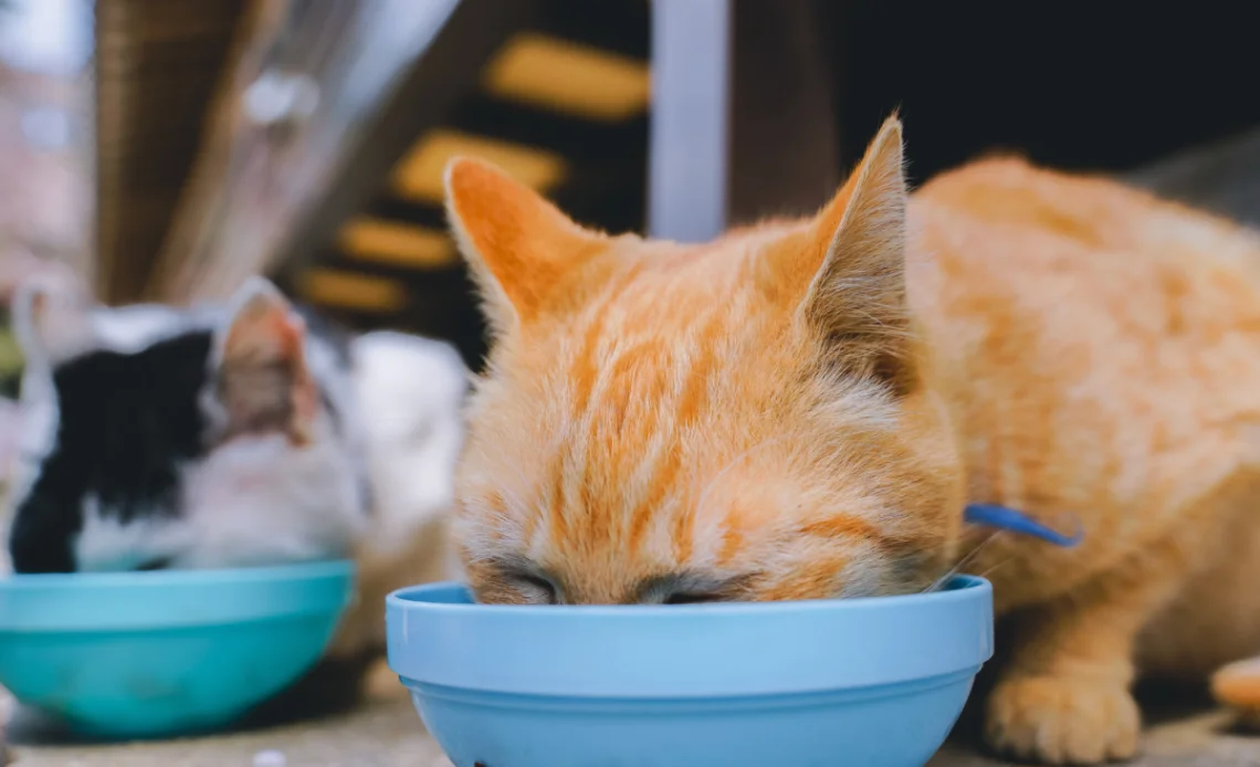 animais-de-rua-alimentar