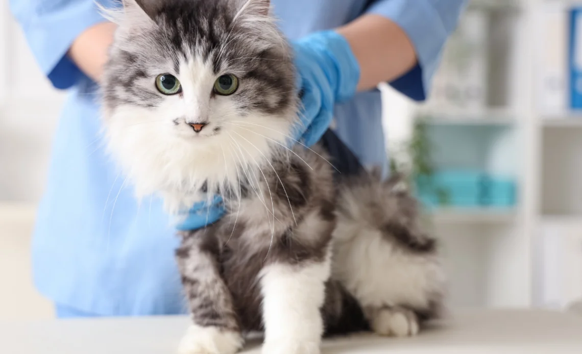 esterilizar gata